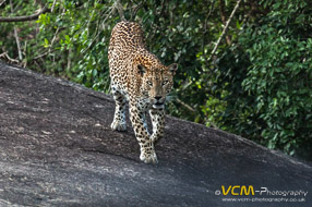 Leopards of Yala